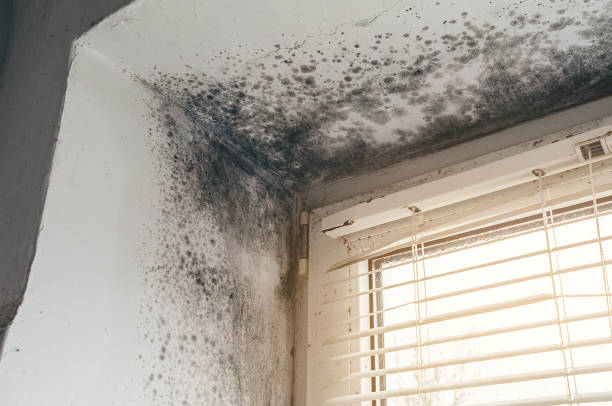 Affordable Attic Mold Remediation solutions in Westphalia, MD